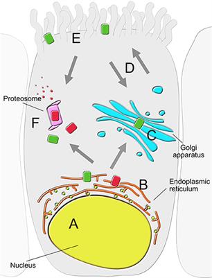 Recent Progress in CFTR Interactome Mapping and Its Importance for Cystic Fibrosis